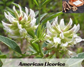 American Licorice Seeds – Glycyrrhiza glabra –  Sweet Flavor for Garden and Herbal Use
