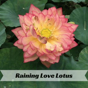 May include: A close-up of a lotus flower with pink and yellow petals. The flower is surrounded by large green leaves. The text "Raining Love Lotus" is displayed on a banner at the bottom of the image.