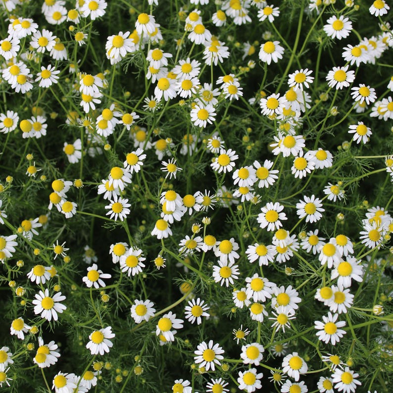 May include: A dense field of chamomile flowers. The image shows numerous small white flowers with yellow centers, set against a backdrop of green foliage. The flowers are in full bloom, creating a textured, natural pattern.
