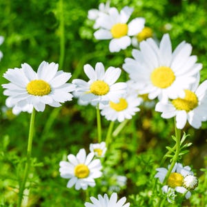 May include: Close-up of several white daisy flowers with bright yellow centers. The flowers are in various stages of bloom, set against a blurred green background of foliage. The image captures the natural beauty of the daisies.