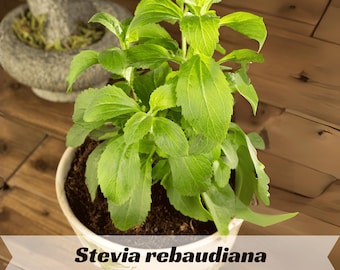 Stevia Rebaudiana Seeds – Natural Sweet Leaf Herb Plant for Garden