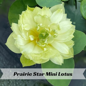 May include: A set of three ceramic mugs with a speckled, matte finish. The mugs are in shades of cream, light gray, and dark gray. Each mug has a simple, minimalist design, perfect for coffee or tea.