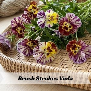 May include: A bouquet of Brush Strokes Viola flowers featuring petals with variegated patterns of deep maroon, yellow, and white. The flowers have green stems and leaves and are arranged in a woven wicker tray. The text Brush Strokes Viola is visible.