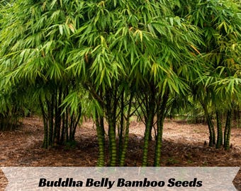 Bambusa Vulgaris 'wamin'  Dwarf Buddha Belly Bamboo Plant - 1 Division /  Starter Size Plant - Etsy