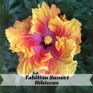 Tahitian Sunset Hibiscus Seeds - Hibiscus - Vibrant Orange Yellow Blooms - Tropical Garden Flower - Long Blooming Ornamental