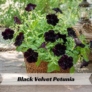 May include: A basket overflowing with Black Velvet Petunia flowers. The dark, velvety blooms contrast with the green foliage. The basket is made of woven material, and the text "Black Velvet Petunia" is displayed at the bottom.