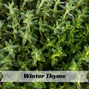May include: Close-up of winter thyme, a culinary herb. The image shows a dense cluster of small, green leaves with a slightly fuzzy texture. The leaves are arranged closely together, creating a lush, textured appearance. The text "Winter Thyme" is displayed across the bottom.