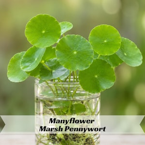 May include: A clear glass container filled with water holding a Manyflower Marsh Pennywort plant. The plant features multiple vibrant green, circular, peltate leaves with visible veins radiating from the center, supported by thin, light green stems.