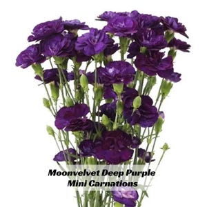 May include: A bouquet of deep purple mini carnations with green stems and buds. The flowers are a rich, dark purple color, and the text "Moonvelvet Deep Purple Mini Carnations" is visible at the bottom of the image.