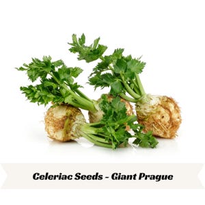 May include: Three whole celeriac roots with green leafy stalks attached, featuring textured beige skin and fibrous roots. The text Celeriac Seeds - Giant Prague is printed in black at the bottom of the image against a white background.