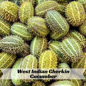 May include: A close-up of several West Indian Gherkin cucumbers. The cucumbers are oval-shaped, with a light green color and dark green stripes. They are covered in soft spines. The text "West Indian Gherkin Cucumber" is displayed on the image.