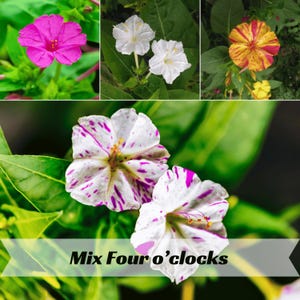 May include: A collage of vibrant Four o'clock flowers in various colors. The image showcases blooms in shades of pink, white, yellow, and a mix of white with purple spots. The text "Mix Four o'clocks" is displayed at the bottom.