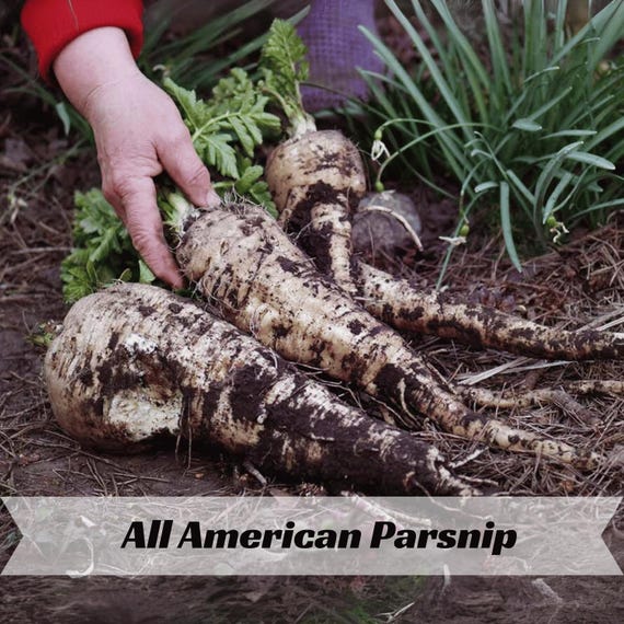 All American Parsnip Seeds – Sweet, Nutritious Root Vegetable – Heirloom Parsnip for Garden Harvest