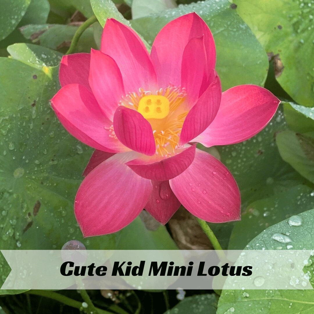Cute Kid Mini Lotus Seeds – Compact Lotus – Stunning Miniature Blooms ...
