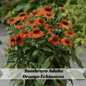 May include: A vibrant cluster of Sombrero Adobe Orange Echinacea flowers. The blooms are a striking orange hue with dark brown centers, surrounded by lush green foliage. The image features the text "Sombrero Adobe Orange Echinacea".