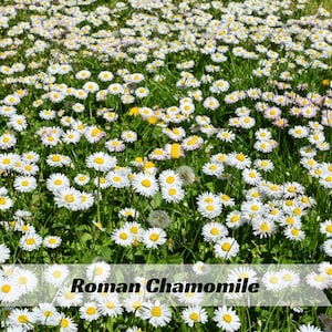 May include: A field of Roman Chamomile flowers in full bloom. The image shows a dense collection of white daisy-like flowers with yellow centers, set against a backdrop of green grass. The text "Roman Chamomile" is displayed at the bottom of the image.