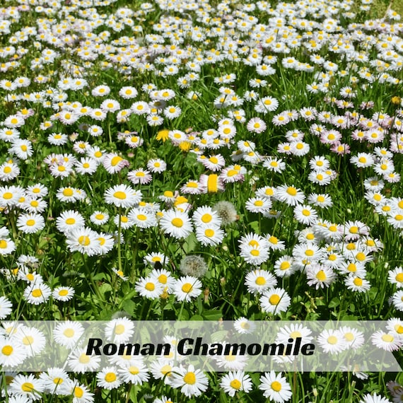 Roman Chamomile Seeds – Chamaemelum nobile – Aromatic Herb for Tea and Groundcover – Hardy Perennial