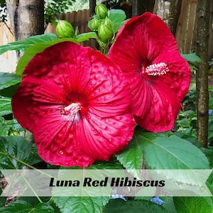 Luna Red Hibiscus Seeds – Bold Swamp Rose Mallow Garden Plant