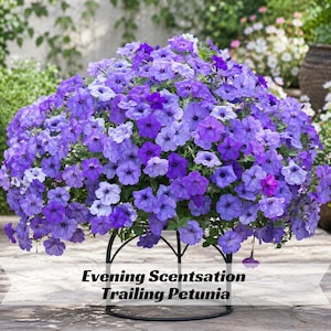 May include: A large, trailing petunia plant with vibrant purple and lavender blooms. The flowers are densely packed, creating a full, rounded shape. The plant is supported by a black metal stand. Text at the bottom reads "Evening Scentstsation Trailing Petunia."