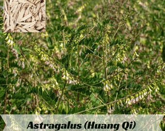 Astragalus Seeds – Huang Qi – Perennial Herb for Garden and Herbal Use