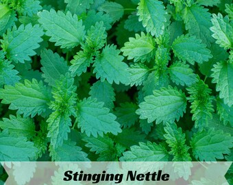Stinging Nettle Seeds – Urtica dioica – Hardy Perennial Herb – Nutrient-Rich Garden Plant