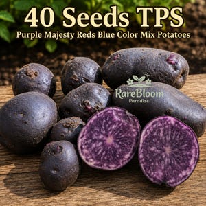 May include: A collection of dark purple potatoes, including whole tubers and two cross-section slices revealing a vibrant purple interior. Text on the image reads 40 Seeds TPS Purple Majesty Reds Blue Color Mix Potatoes and RareBloom Paradise.