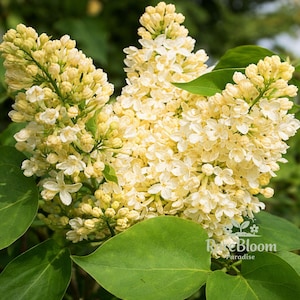 May include: Close-up of a cluster of pale yellow lilac flowers in full bloom. The flowers are densely packed, with small, delicate petals. The image also shows green leaves and the text "Rare Bloom Paradise".