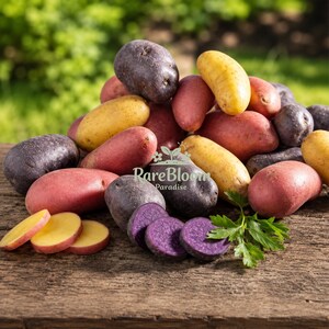 May include: A collection of raw potatoes in various colors including deep purple, bright yellow, and reddish-pink. Some potatoes are whole and oval-shaped, while others are sliced into rounds. A sprig of fresh green parsley rests near the front.