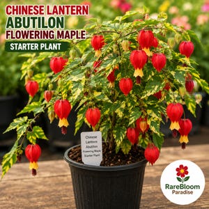 May include: A Chinese Lantern Abutilon Flowering Maple starter plant in a black pot. The plant features vibrant red lantern-shaped flowers with yellow accents, set against green and yellow variegated leaves. The image includes the text "CHINESE LANTERN ABUTILON FLOWERING MAPLE STARTER PLANT".