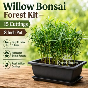 May include: A Willow Bonsai Forest Kit featuring 15 cuttings in an 8 inch pot. The text reads Willow Bonsai Forest Kit, 15 Cuttings, 8 Inch Pot, Easy to Grow & Train, Perfect for Bonsai Forests, Fresh Willow Cuttings, and RareBloom Paradise.