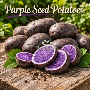 May include: A collection of purple seed potatoes with dark skin and vibrant purple flesh, including several whole tubers and three sliced cross-sections. The text "Purple Seed Potatoes" and "RareBloom Paradise" is visible in the image.