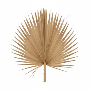 Large dried palm leaves