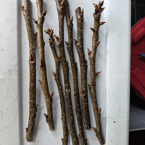 Pecan graftwood (Muliple varieties)