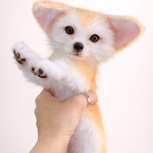 May include: A plush Fennec fox with large ears and a fluffy, white and orange coat. The fox is being held up, with one paw extended. The fox has dark eyes and a black nose. The background is plain white.