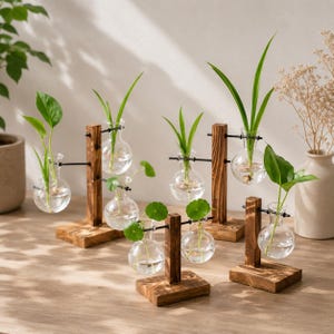 Peut inclure: Plusieurs petits vases en verre en forme de bulbe avec des plantes, soutenus par des supports en bois brun foncé. Les vases sont maintenus par des tiges métalliques noires. Les plantes ont des feuilles vertes.