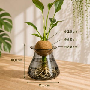 May include: A clear glass vase with a dark gray tint, holding a plant with green leaves and visible roots. The plant sits in a brown sphere. The vase is 4.5 inches wide and 4 inches tall. The sphere is 2.4 inches in diameter.