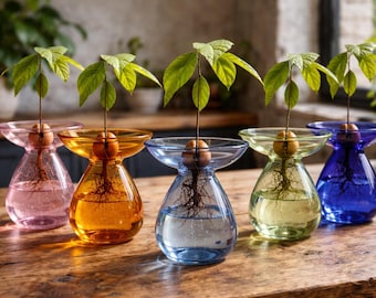 Avocado Growing Vase – Glass Propagation Vase – Grow Your Own Plant – Plant Lover Gift – Hydroponic Vase – Unique Home Decor