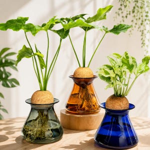 Peut inclure: Trois vases en verre bleus, ambrés et verts, chacun contenant une plante avec des racines visibles. Les plantes sont placées dans un milieu sphérique brun. Les vases sont posés sur une surface en bois, pour une esthétique moderne et minimaliste.