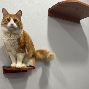 Puede incluir: Un gato naranja y blanco está sentado en una estantería de madera para gatos montada en una pared gris. También hay dos estanterías de madera adicionales montadas en la pared. Las estanterías tienen una superficie gris oscuro.
