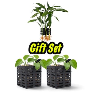 May include: A gift set featuring a green plant with exposed roots held by a black clip, and two square black slatted planters containing green plants and small stones. The text Gift Set is displayed in yellow with a thick black outline.