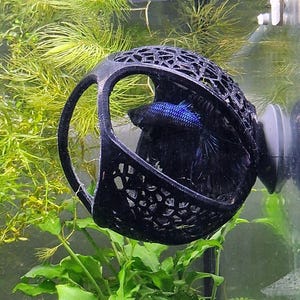 Puede incluir: Un pez betta azul oscuro y negro descansando dentro de una estructura esférica de plástico negro con un patrón de celosía. El objeto está sujeto al lateral de un acuario de cristal con una ventosa, rodeado de plantas acuáticas verdes.