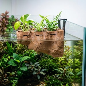 Könnte beinhalten: Ein beigefarbener, felsstrukturierter schwimmender Aquarienpflanzbehälter mit schwarzer Halterung, der drei grüne Wasserpflanzen mit sichtbaren Wurzeln im Wasser enthält und am Rand eines mit Wasser gefüllten Glasaquariums befestigt ist.