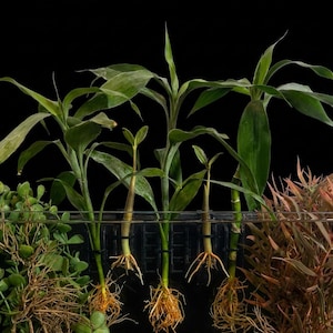 Op de afbeelding: Een verzameling groene waterplanten met lange, puntige bladeren en zichtbare wortelsystemen ondergedompeld in water. De planten worden op hun plaats gehouden door zwarte plastic clips bevestigd aan een doorzichtige horizontale balk.