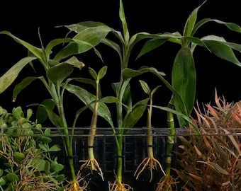 Supporto per piante da acquario TreeX6 / Supporto idroponico per 6 piante / Fioriera in PETG per mangrovie, pothos e bambù