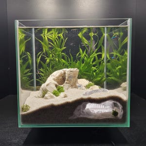 Puede incluir: Un pequeño acuario de vidrio transparente con un sustrato arenoso, rocas decorativas y plantas verdes vivas. El tanque también presenta una cueva de plástico blanco y está parcialmente lleno de agua. Se ven peces pequeños.