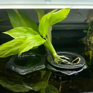 May include: A vibrant green aquatic plant with pointed leaves growing from a black plastic net pot. The plant features visible white roots extending into the water below, supported by a black hexagonal floating holder in a dark aquarium.