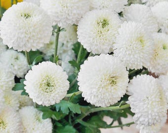 1000x snowball daisy chrysanthemum seeds  hardy perennials long lasting