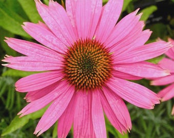 Echinacea purpurea  Eastern Purple Coneflower  200Seeds