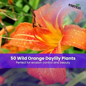 May include: A vibrant orange daylily flower with yellow accents and water droplets on its petals. The image features the text KNOTIVA, 50 Wild Orange Daylily Plants, and the phrase Perfect for erosion control and beauty on a purple banner.
