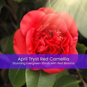 May include: A vibrant red camellia flower with layered petals, surrounded by dark green leaves. A purple horizontal banner across the center displays the white text: April Tryst Red Camellia, Stunning Evergreen Shrub with Red Blooms.